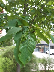 Myzus cerasi