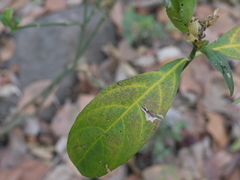 Ecbolium ligustrinum