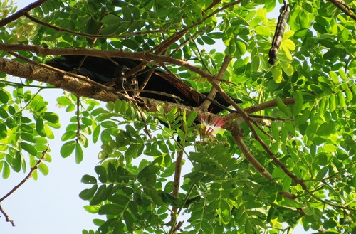 Philippine Coucal (Centropus viridis), photo 4