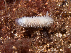 Onchidoris muricata