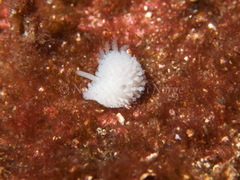 Onchidoris muricata