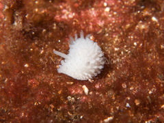 Onchidoris muricata