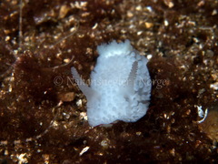 Onchidoris muricata