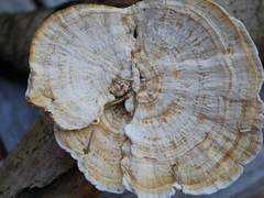 Trametes