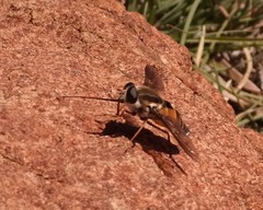 Philoliche aethiopica