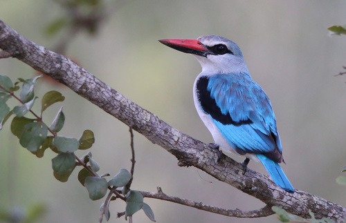 Woodland Kingfisher