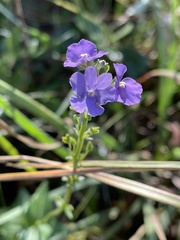 Nemesia caerulea