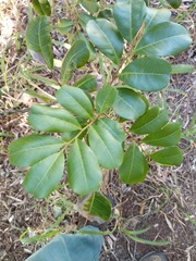 Cupaniopsis anacardioides