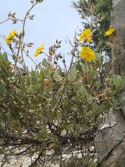 Cistus atriplicifolius