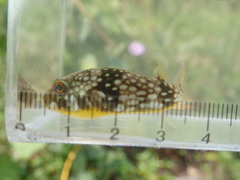 Chelonodontops patoca