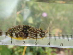 Chelonodontops patoca