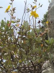 Cistus atriplicifolius