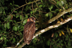 Strix leptogrammica