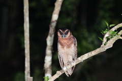 Strix leptogrammica