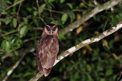 Strix leptogrammica