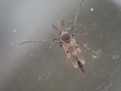 Procladius crassinervis