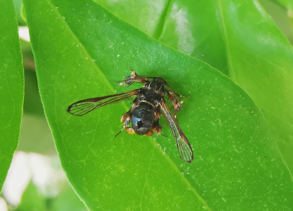 Tyrictaca hyalina