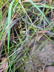 Platysace heterophylla heterophylla