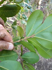 Cupaniopsis anacardioides