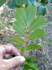 Cupaniopsis anacardioides