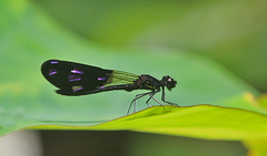 Aristocypha fenestrella