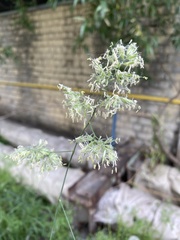 Dactylis glomerata
