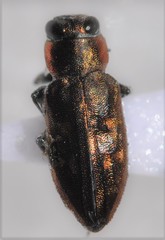 Chrysobothris lateralis