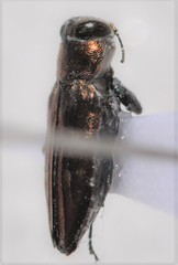Chrysobothris lateralis