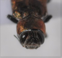 Chrysobothris lateralis