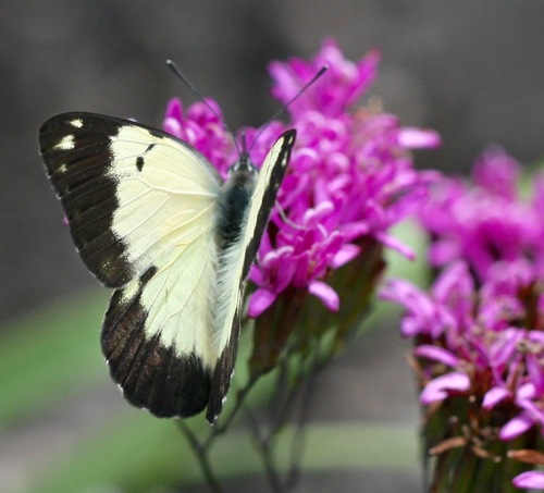African Caper