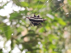 Gasteracantha doriae
