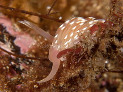 Facelina bostoniensis