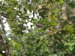 Gasteracantha doriae