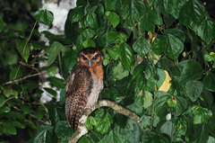 Strix leptogrammica