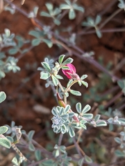 Lotus cruentus