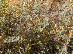 Lotus cruentus