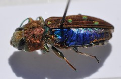 Chrysobothris octocola