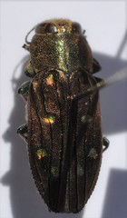 Chrysobothris octocola