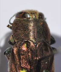 Chrysobothris octocola