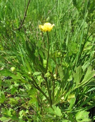 Ranunculus repens