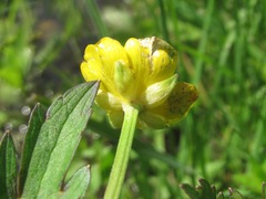 Ranunculus repens