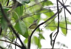 Oncostoma cinereigulare