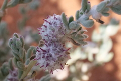 Dissocarpus paradoxus