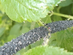 Aphis sambuci