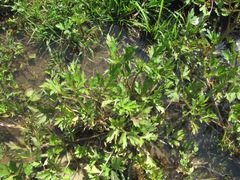 Ranunculus repens
