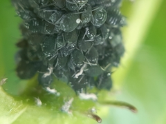 Aphis sambuci