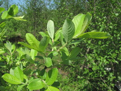 Salix cinerea