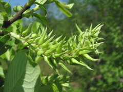 Salix cinerea