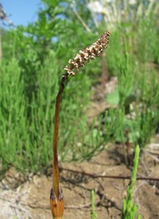 Equisetum arvense