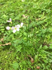 Cardamine pratensis